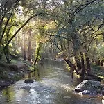 Acolina Aguda (Leiria)
