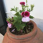Acolina 度假居