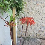 Acolina 度假居
