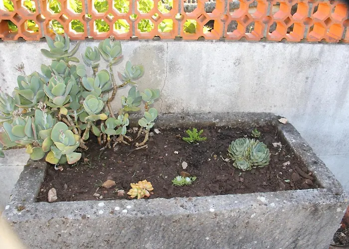 Acolina * Aguda (Leiria)